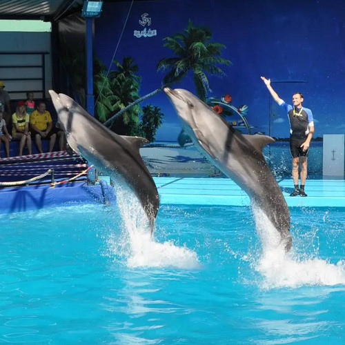 дельфинарий кабардинка